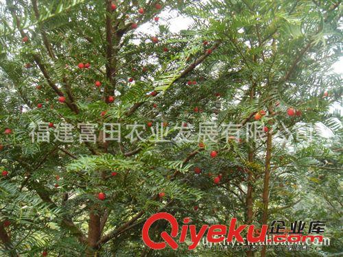 110優(yōu)惠出售紅豆杉 園林綠化 南方紅豆杉 地徑10cm 工程綠化 大苗