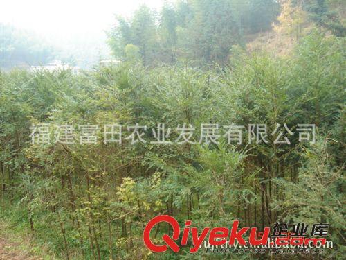 005供應南方紅豆杉 大苗 胸徑5cm 綠化苗木 凈化空氣 美化環境