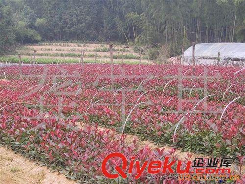 供應湖南特色苗木---金葉女貞