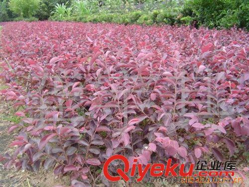 供應綠化色塊苗-紅花繼木