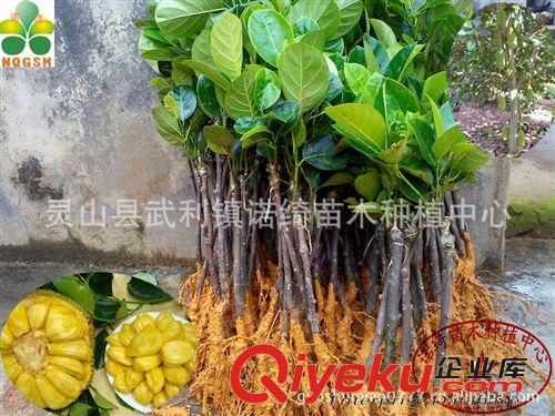 四季菠蘿蜜苗《馬來西亞六號蘿蜜樹苗》基地直銷新改良品種