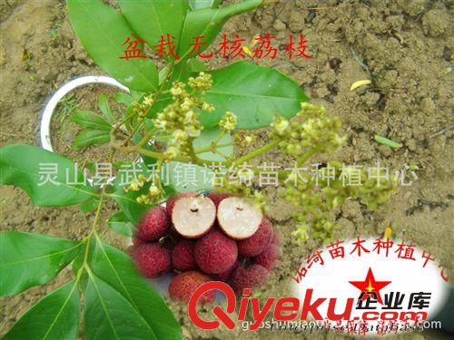 荔枝果樹(shù)苗《金澄無(wú)核荔枝苗》盆栽荔枝樹(shù)苗 苗圃直銷(xiāo)