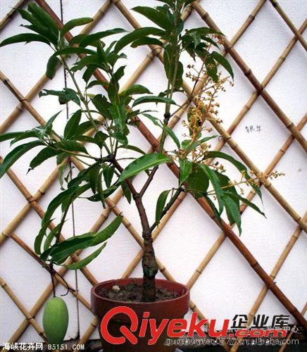四季蜜芒果樹苗 泰國芒果苗 果樹苗木 新品種 特色芒果苗原始圖片3