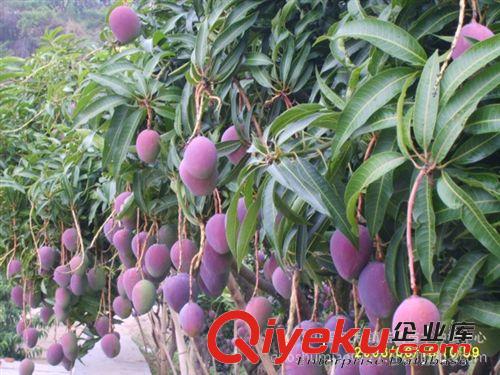 果树苗木 玉文芒6 号芒果苗 特色果树 基地直接批发