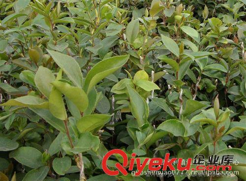 《细枝油茶》《软枝油茶》油茶树苗 果树果苗 红、黄、白花茶