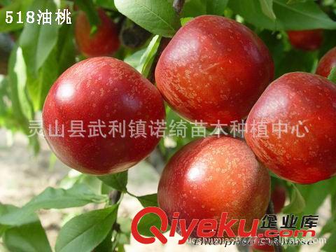 果樹(shù)苗木《特早紅油桃樹(shù)苗》基地直銷 15878979401 紅油桃苗圃