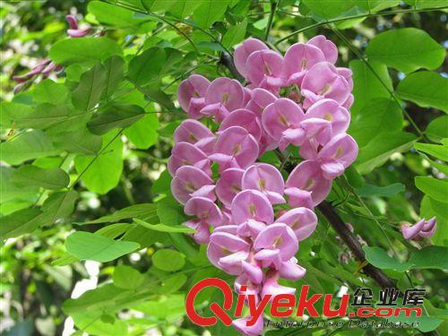 供應山東香花槐濰坊香花槐價格濱州香花槐