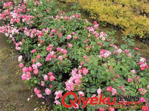 供應粉可斯特【微型月季】營養缽盆栽苗3年生