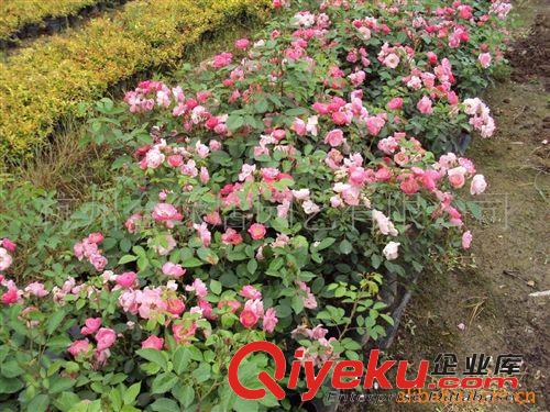 供應粉可斯特【微型月季】營養缽盆栽苗3年生
