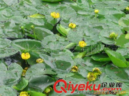 供應(yīng)萍蓬草【水生植物】一個(gè)芽賣