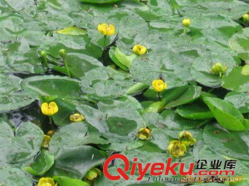 供應(yīng)萍蓬草【水生植物】一個(gè)芽賣