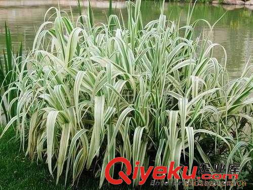 供應(yīng)花葉蘆竹【水生植物】