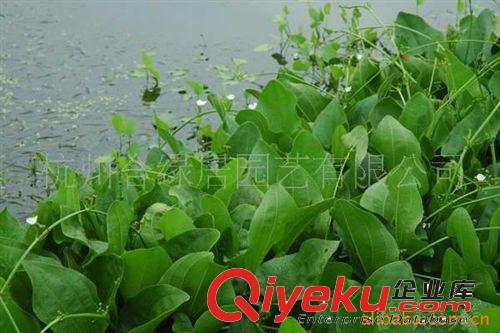 供應紫花梭魚草【水生植物】