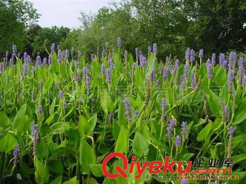 供應紫花梭魚草【水生植物】