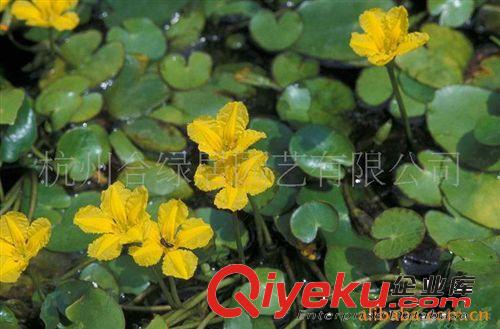 供應再力花【水生植物】按芽賣