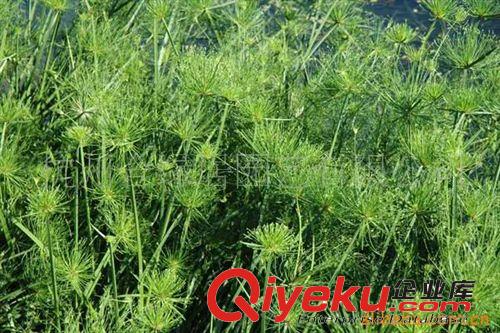 供應(yīng)細(xì)葉莎草【水生植物】