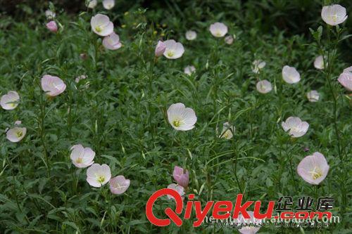 美麗月見草【地被植物】容器苗