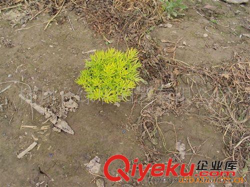 金葉佛甲草【地被植物】容器苗