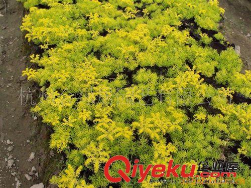 金葉佛甲草【地被植物】容器苗