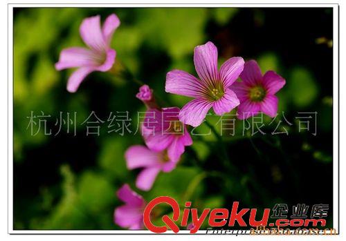 紅花醡漿草原始圖片2