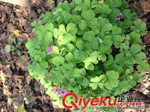 紅花炸醬草價(jià)格|{zx1}苗木價(jià)格|恒瑞綠化苗木場(chǎng)價(jià)格表|...