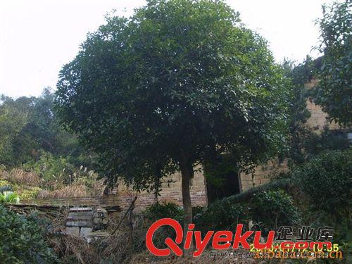 湖南苗圃出售苗木花木 四季桂花、四季桂花喬木、四季桂花苗木原始圖片2