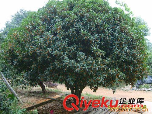 湖南花木綠化苗木苗圃基地：喬木桂花、精品桂花、桂花原始圖片2