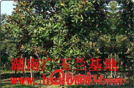供應(yīng)綠化苗木喬木 廣玉蘭樹苗 喬木苗木廣玉蘭 喬木原始圖片2