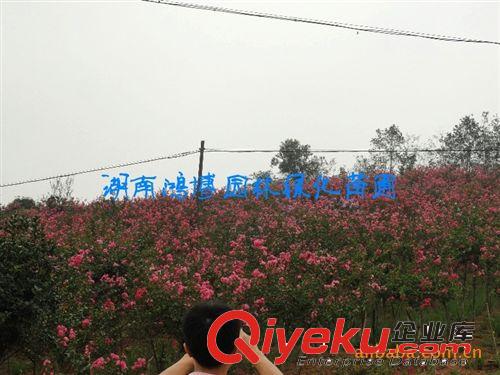 湖南苗木、湖南苗木、湖南苗圃供應(yīng)廣玉蘭系列-廣玉蘭