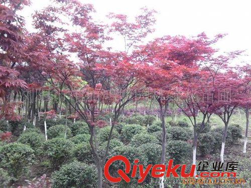 湖南苗圃出售湖南苗木花木 喬木紅楓、紅楓喬木