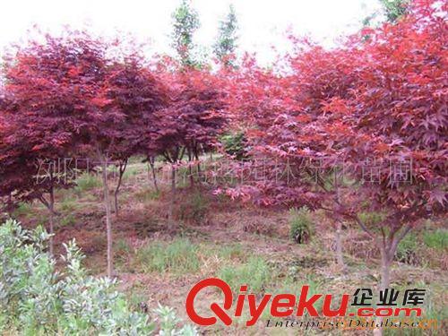 湖南苗圃出售湖南苗木花木紅楓喬木、喬木日本紅楓、紅楓喬木