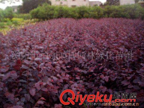 紅花繼木：紅花繼木球、紅花繼木盆景、紅花繼木樁