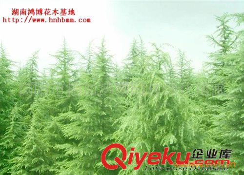 供應6公分櫻花樹綠化苗木喬木灌木 綠化苗木喬木灌木