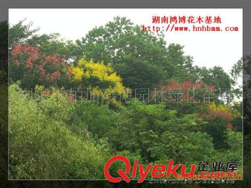 供應(yīng)楊梅 大樹喬木 18公分大樹喬木楊梅價(jià)格 喬木