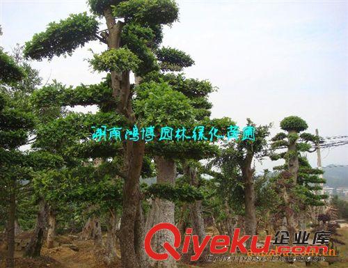 供應(yīng)造型榆樹 湖南榆樹 專營喬木批發(fā) 古樹喬木原始圖片3