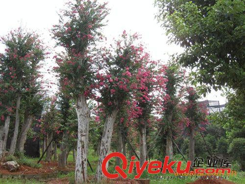 湖南苗圃促銷 湖南花木 優(yōu)質(zhì)花木批發(fā)  全網(wǎng){zd1}價 歡迎來電垂詢