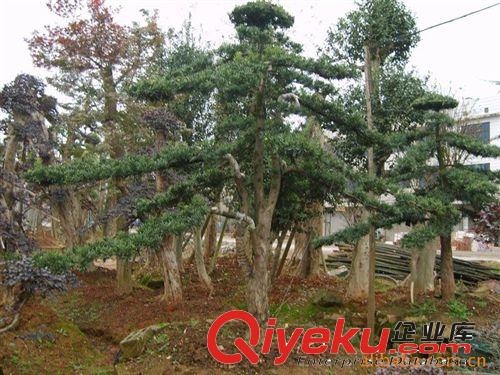 湖南苗圃出售綠化苗木花木  羅漢松盆景、4公分羅漢松