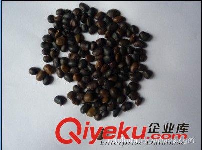 大量供應國槐種子，槐籽，國槐籽，槐豆，槐樹籽