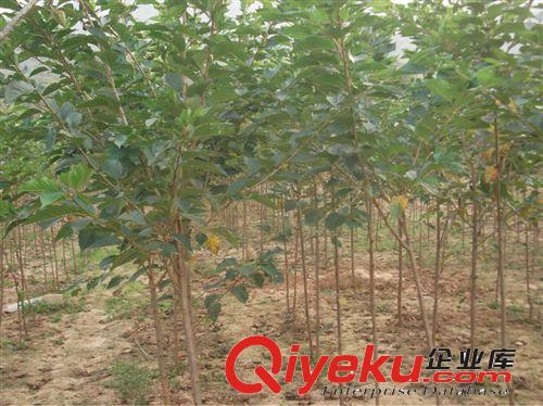 供速生櫻花，櫻花，日本櫻花，速生紫薇，藍(lán)冰柏