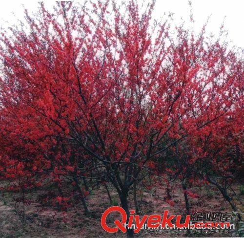 供速生櫻花，櫻花，日本櫻花，速生紫薇，藍(lán)冰柏