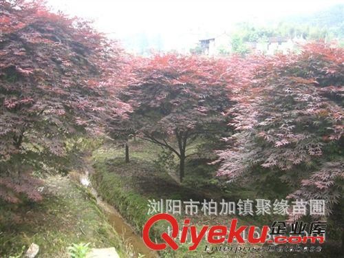 苗圃直銷 紅楓 規(guī)格齊全，價(jià)格實(shí)惠，歡迎新老客戶前來考察.