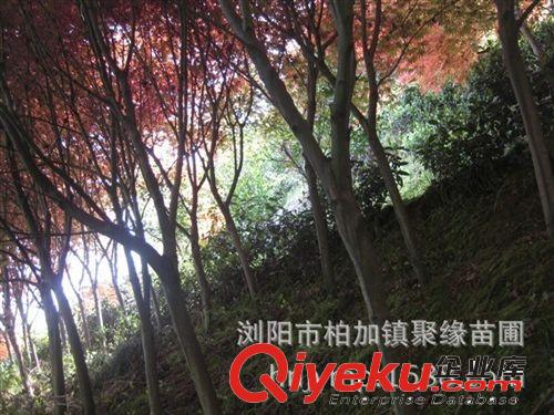 苗圃直銷 紅楓 規(guī)格齊全，價(jià)格實(shí)惠，歡迎新老客戶前來考察.