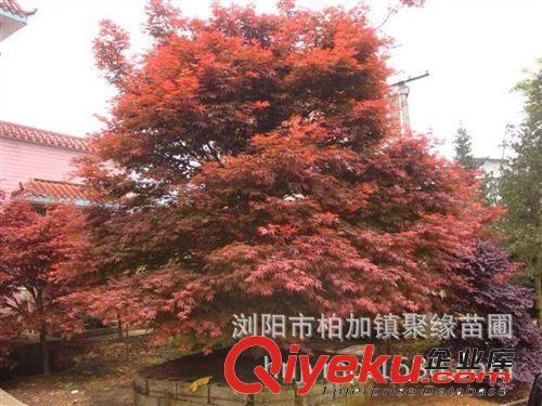 苗圃直銷 紅楓 規(guī)格齊全，價(jià)格實(shí)惠，歡迎新老客戶前來(lái)考察.