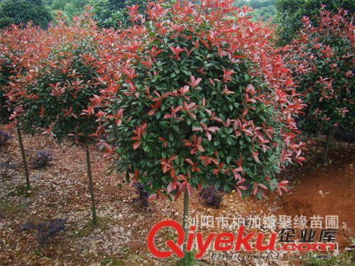 供應3-5-6-7-8-10公分高桿紅葉石楠，獨桿紅葉石楠樹.