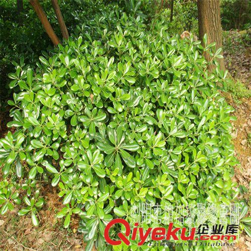 苗圃直銷 龜甲冬青灌木40-150公分苗木 歡迎訂購考察