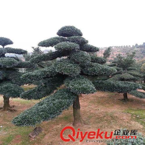 苗圃直銷中型羅漢松，苗木造型10-25公分價格實惠歡迎前來考察.