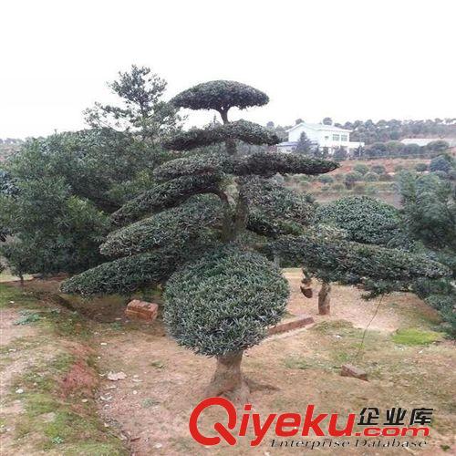 苗圃直銷中型羅漢松，苗木造型10-25公分價格實惠歡迎前來考察.