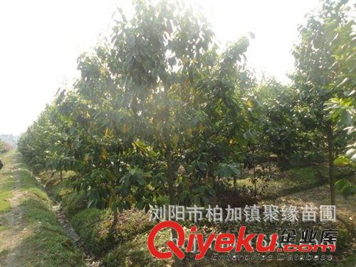 苗圃直銷 樂昌含笑3-20公分苗木價格實惠歡迎前來考察