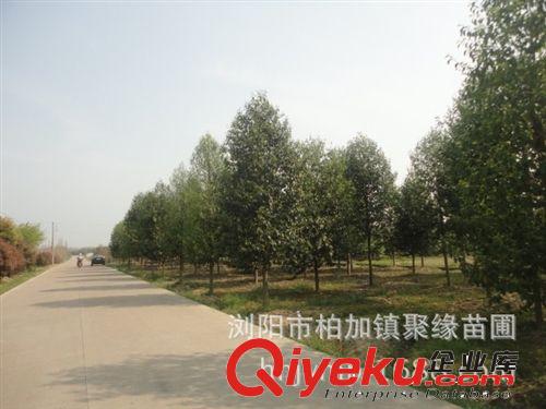 苗圃直銷 樂昌含笑3-20公分苗木價格實惠歡迎前來考察