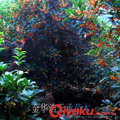 專業供應大量精品桂花樹 園林綠化苗木批發原始圖片2